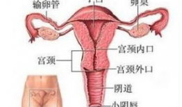 插阴道的视频,视频内容深度解析